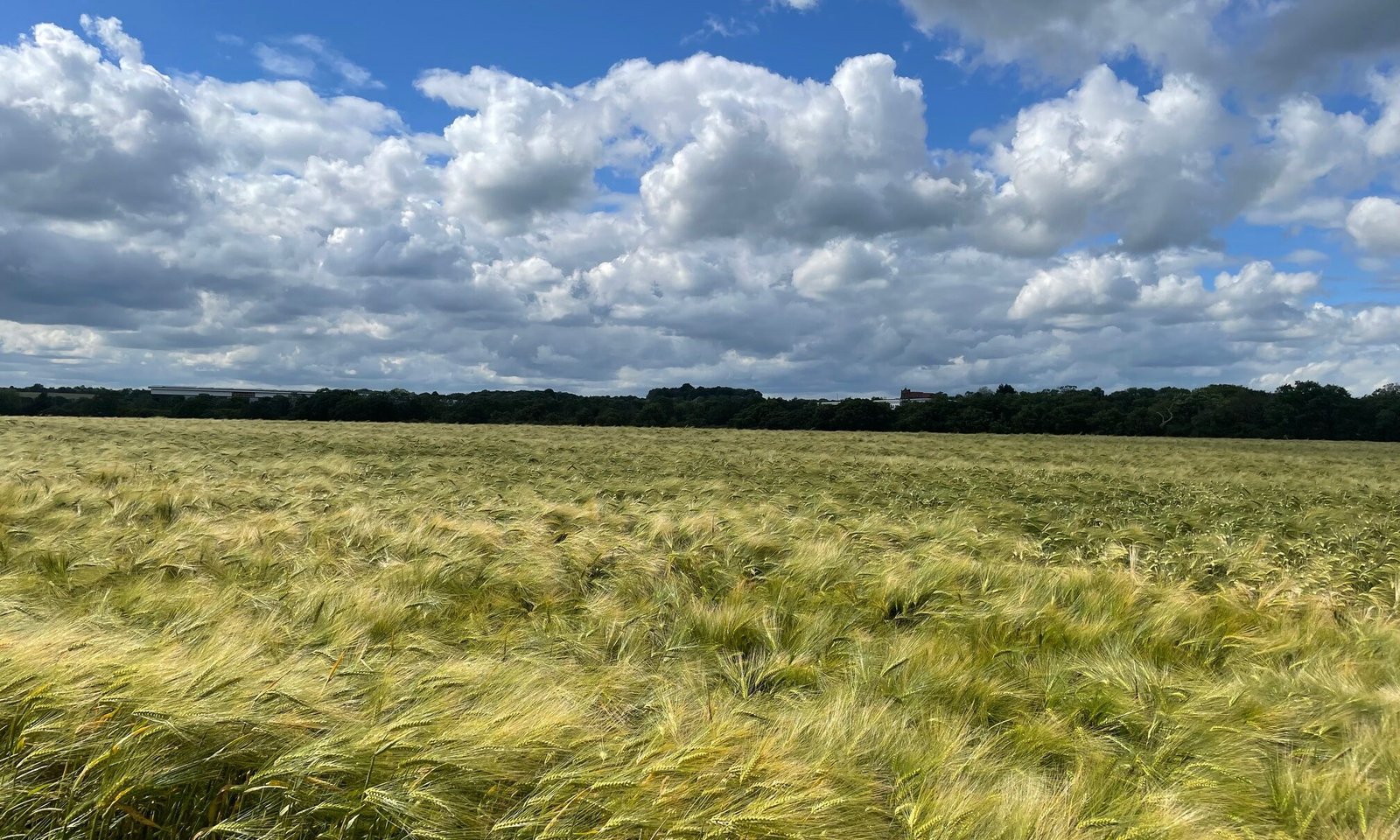 Dunton Hills (Brentwood)