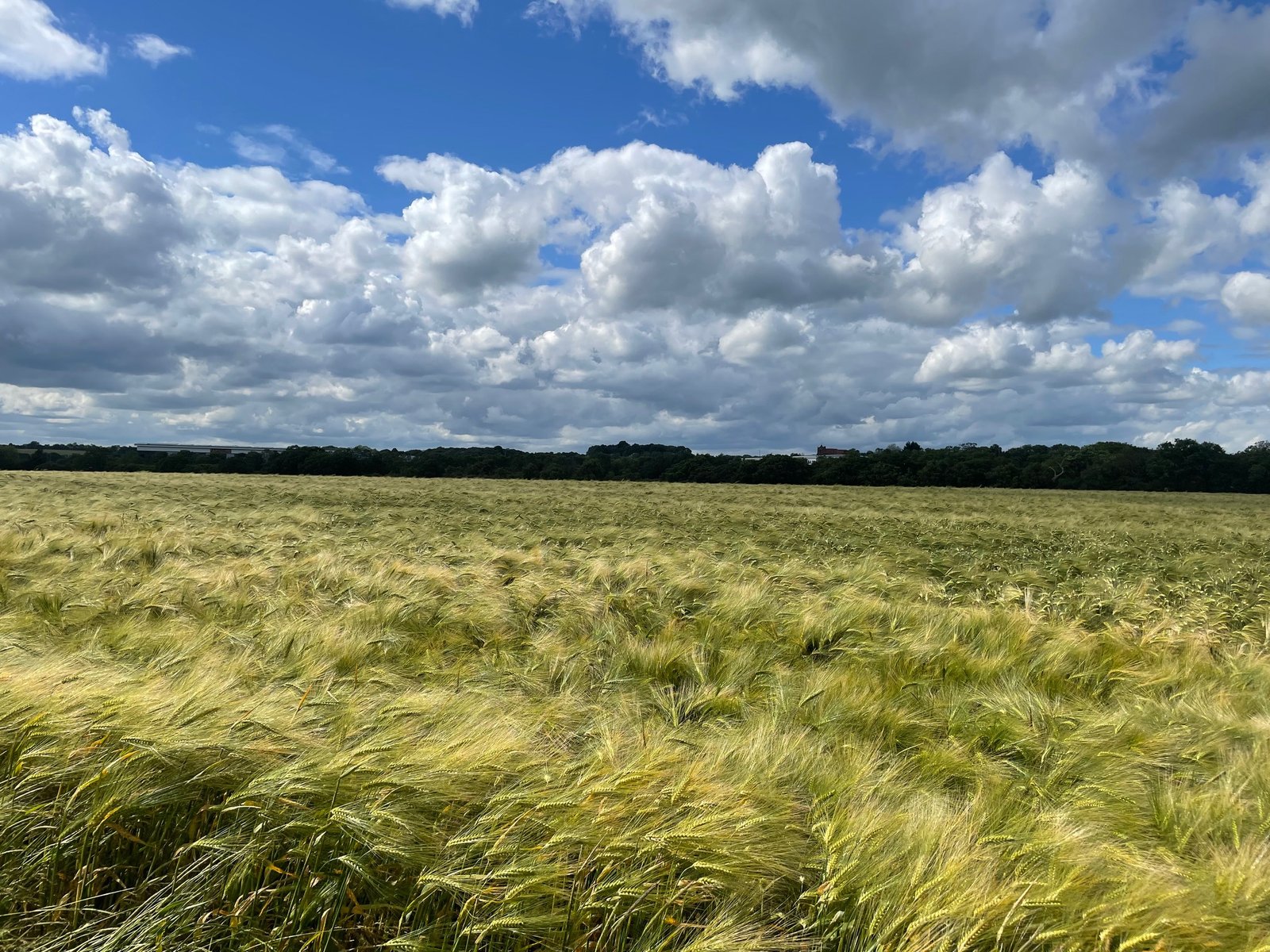 Dunton Hills (Brentwood)